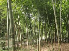 -上海佘山国家森林公园天马山园