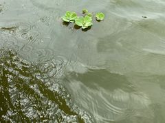 -江门古劳水乡旅游区