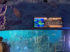 -烟台海昌鲸鲨海洋公园