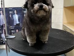 -芭比堂爱心动物医院(柯桥康爱分院)