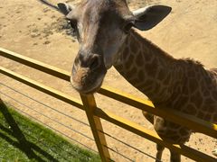 -西霞口神雕山野生动物世界