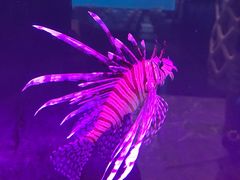 -瑞德姆美人鱼海底演艺主题餐厅(亚龙湾店)