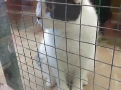 -猫咪博物馆(顶澳仔猫街店)
