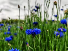 -春花秋色城市公园