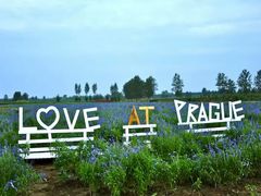 android_upload_pic-北京东方普罗旺斯薰衣草庄园