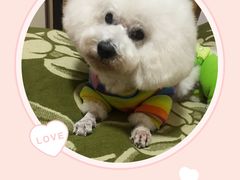 -爱侣宠医·鹦鹉专科·小型哺乳类·异宠专科(灵石路店)