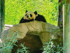 -卧龙中华大熊猫苑神树坪基地