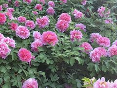 -洛阳市隋唐城遗址植物园