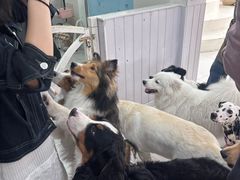 -汪说·狗咖·拼豆·宠物周边DIY(旺城大厦店)