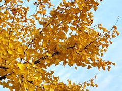 -葛记焖饼(伏牛路店)