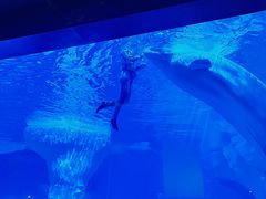-海合安武汉极地海洋公园