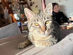 -海边的猫和咖啡馆
