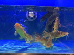 -苏格里岛自助海鲜烧烤火锅(南门口店)