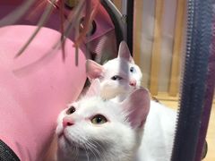 -萌兽医馆·绝育·24小时内科·宠物医院(德胜店)