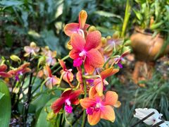 -中国科学院西双版纳热带植物园
