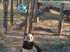 -西霞口神雕山野生动物世界