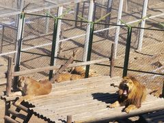 -青藏高原野生动物园