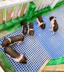 -萌宠亲子动物乐园(槐房万达店)