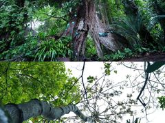 -呀诺达热带雨林