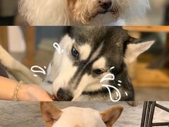 -more than meow吴止猫主题餐厅(承德 中船汇店)