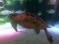 -暹罗海洋世界