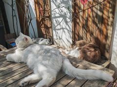 -喵屿·大理花园猫咖