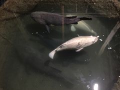 -蓝湾碧波·老字号·疍家非遗海上餐厅