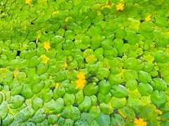 -西昌邛海湿地