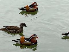 -西湖游船