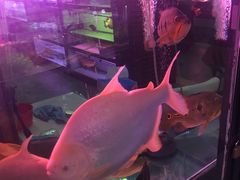 -大自然花鸟鱼虫市场