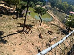 -西霞口神雕山野生动物世界