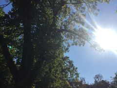 -斐兹洛伊花园