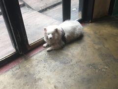 -萌喵宠狗爱心宠咖