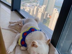 -柴犬小屋·柴餐厅·狗咖食堂(金鼎广场店)