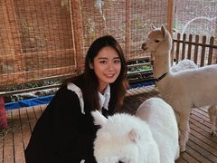 -玫瑰小镇
