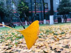 -四川大学(华西校区)