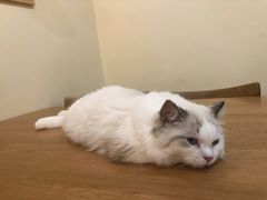 -滚猫咖啡·猫咖·猫友好撸猫(未来城店)