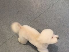 -奈斯宠物医院·核磁CT·异宠专科·内镜(中南店)
