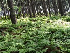-黄椅山火山森林公园