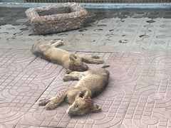 -西霞口神雕山野生动物世界