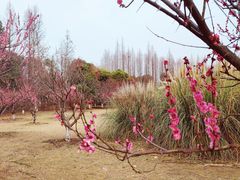 -南湖湿地公园