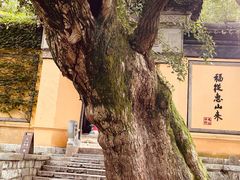 -惠山古镇·寄畅园