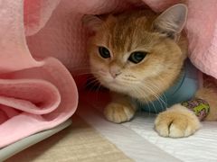 -北京观赏动物医院·24小时大型综合·猫专科·异宠专科