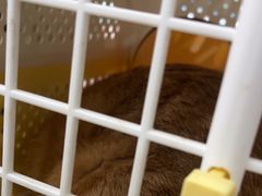 -贝利宠物医院·骨科·眼科·肿瘤转诊中心(南坪诊疗中心)