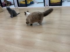 -1013 PET SHOP 宠物商店(近铁城市广场店)