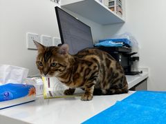 -喜多萌中农锦绣动物医院24H·猫科·牙科MRI·CT