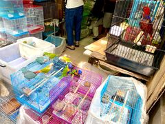 -园圃街雀鸟花园