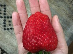 -菜园坝水果市场
