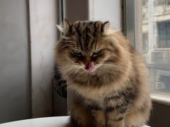 -猫儿山۰猫主题餐厅