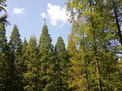 -黄海国家森林公园